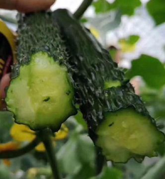 【黄瓜种】油亮带刺黄瓜 蔬菜种子 厂家批发 春秋型栽培 新品种 耐热